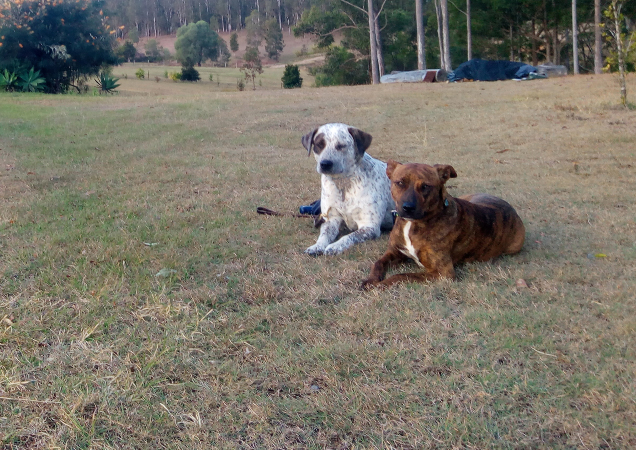 Ivory and Buddy bestfriends